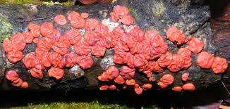 Attēlu rezultāti vaicājumam “Peniophora rufa”