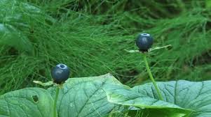 Attēlu rezultāti vaicājumam “Paris quadrifolia fruit”