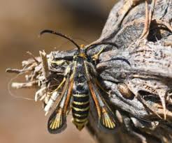 Attēlu rezultāti vaicājumam “Sesiidae”