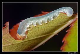 Attēlu rezultāti vaicājumam “Allantus cinctus”