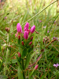 Attēlu rezultāti vaicājumam “Centaurium erythraea bud”