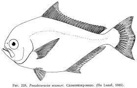 Image result for Eumegistus illustris