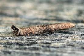 Attēlu rezultāti vaicājumam “Taleporia tubulosa”