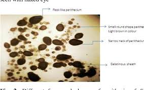 Attēlu rezultāti vaicājumam “Sordaria fimicola”