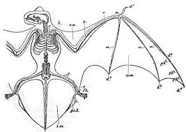 Attēlu rezultāti vaicājumam “Chiroptera”