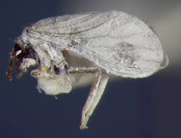 Attēlu rezultāti vaicājumam “Coniopterygidae”