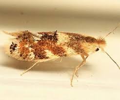 Attēlu rezultāti vaicājumam “Bucculatrix rhamniella”