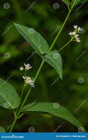 Attēlu rezultāti vaicājumam “Vincetoxicum hirundinaria leaf”