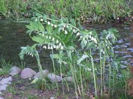 Attēlu rezultāti vaicājumam “Polygonatum multiflorum  leaf”