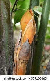 Attēlu rezultāti vaicājumam “Tragopogon heterospermus bud”