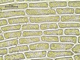 Attēlu rezultāti vaicājumam “Cynodontium strumiferum”