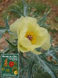 Attēlu rezultāti vaicājumam “Papaveraceae”