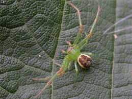 Attēlu rezultāti vaicājumam “Diaea dorsata male”