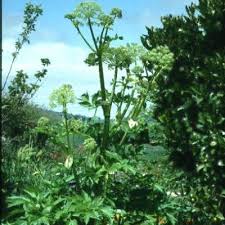 Image result for Angelica archangelica