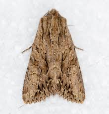 Attēlu rezultāti vaicājumam “Apamea monoglypha”