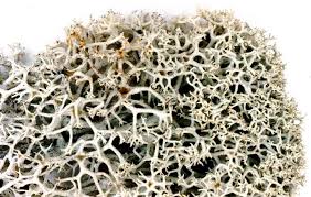 Attēlu rezultāti vaicājumam “Cladonia stellaris”