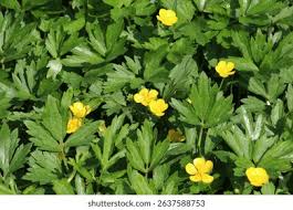 Attēlu rezultāti vaicājumam “Ranunculus cassubicus bud”