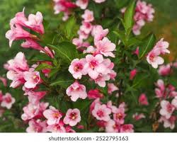 Attēlu rezultāti vaicājumam “Weigela praecox”