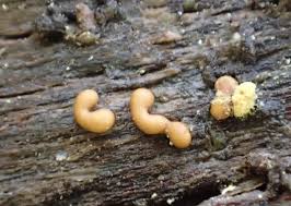 Attēlu rezultāti vaicājumam “Ophiotheca chrysosperma”