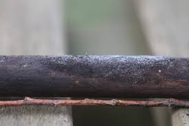 Attēlu rezultāti vaicājumam “Diachea subsessilis”