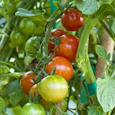 Afbeeldingsresultaat voor millionaire tomato
