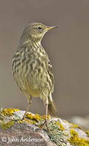 Attēlu rezultāti vaicājumam “Anthus petrosus adult”