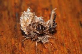 Attēlu rezultāti vaicājumam “Chrysopidae larva”