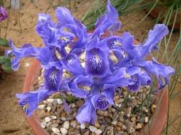 Attēlu rezultāti vaicājumam “Iris rosenbachiana flower”