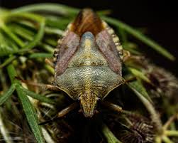 Attēlu rezultāti vaicājumam “Carpocoris sp. nymph”