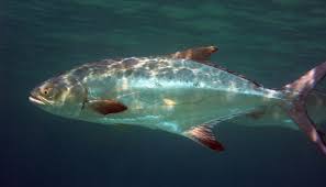 Image result for Lichia amia