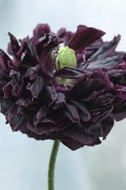 Image result for Papaver somniferum Black