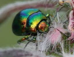 Attēlu rezultāti vaicājumam “Chrysolina fastuosa”
