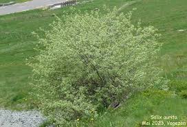 Attēlu rezultāti vaicājumam “Salix aurita”