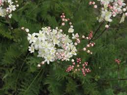 Image result for Filipendula vulgaris