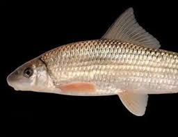 Image result for Moxostoma macrolepidotum