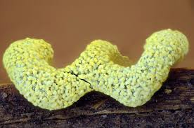 Attēlu rezultāti vaicājumam “Fuligo candida f. persicum macro”