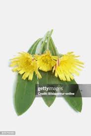 Attēlu rezultāti vaicājumam “Pilosella officinarum flower”