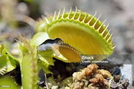 Attēlu rezultāti vaicājumam “Droseraceae”