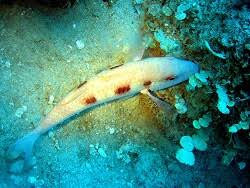 Image result for Pseudupeneus maculatus