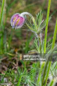 Attēlu rezultāti vaicājumam “Pulsatilla pratensis bud”