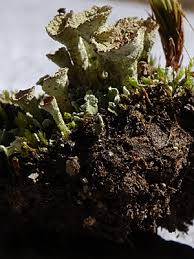 Attēlu rezultāti vaicājumam “Cladonia pyxidata”
