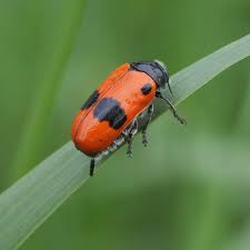 Attēlu rezultāti vaicājumam “Clytra quadripunctata”