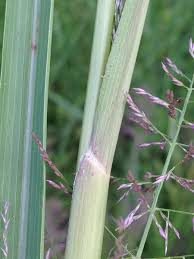 Attēlu rezultāti vaicājumam “Comatricha pulchella stalked”