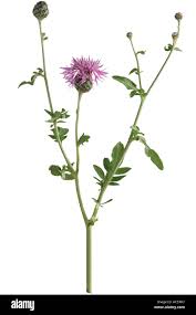 Attēlu rezultāti vaicājumam “Centaurea jacea”