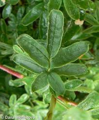 Attēlu rezultāti vaicājumam “Pentaphylloides fruticosa leaf”