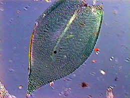 Attēlu rezultāti vaicājumam “Isothecium myosuroides”