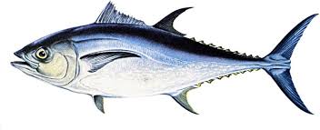 Image result for Thunnus thynnus