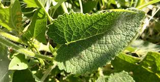 Attēlu rezultāti vaicājumam “Salvia verticillata”