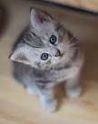 kitty-cat-3 : theBERRY