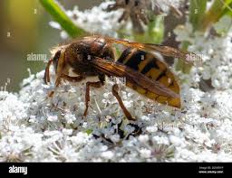 Attēlu rezultāti vaicājumam “Dolichovespula media”